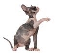 Sphynx kitten pawing up Royalty Free Stock Photo