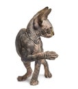 Sphynx kitten pawing up and looking away Royalty Free Stock Photo