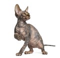 Sphynx kitten pawing up and playing Royalty Free Stock Photo