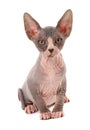 Sphynx Kitten isolated on a white background Royalty Free Stock Photo