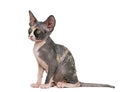 Sphynx kitten sitting Royalty Free Stock Photo