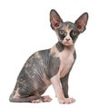 Sphynx kitten sitting Royalty Free Stock Photo