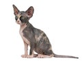 Sphynx kitten sitting Royalty Free Stock Photo