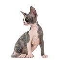 Sphynx kitten sitting Royalty Free Stock Photo