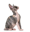Sphynx kitten sitting and looking up Royalty Free Stock Photo