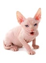 Sphynx kitten isolated on a white background Royalty Free Stock Photo