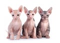 Sphynx kittens