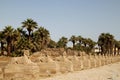 Sphynx line-up in Luxor Royalty Free Stock Photo