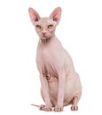 Sphynx, 4 years old, against white background Royalty Free Stock Photo