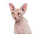 Sphynx, 4 years old, against white background Royalty Free Stock Photo