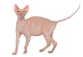 Sphynx, 4 years old, against white background Royalty Free Stock Photo