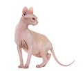 Sphynx, 4 years old against white background Royalty Free Stock Photo