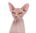 Sphynx, 4 years old, against white background Royalty Free Stock Photo