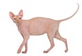 Sphynx, 4 years old, against white background Royalty Free Stock Photo