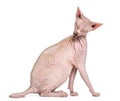 Sphynx, 4 years old, grooming against white background Royalty Free Stock Photo