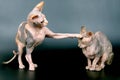 sphynxes