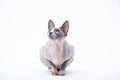 Sphyx cat York Royalty Free Stock Photo