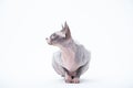 Sphyx cat York