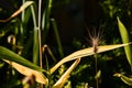 Spica ears wheat garden background