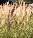 Spica floral closeup background,field summer backdrop Royalty Free Stock Photo