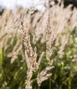 Spica floral closeup background,field summer backdrop Royalty Free Stock Photo