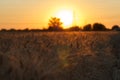 The spica of golden wheat close up. Wheat field. Beautiful nature Sunset Landscape. Rural landscapes under shining sunlight Royalty Free Stock Photo