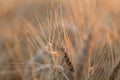 The spica of golden wheat close up. Wheat field. Beautiful nature Sunset Landscape. Rural landscapes under shining sunlight Royalty Free Stock Photo