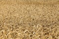 Spicas of ripe wheat Royalty Free Stock Photo