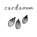 Spice cardamom, vector illustration, hand drawing