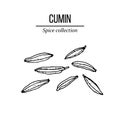 Spice collection, cumin seed hand drawn Royalty Free Stock Photo
