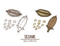 Spice collection, sesame seed hand drawn