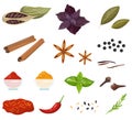 Spice for cooking delicious food collection. Herbs with good smell.