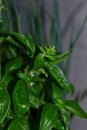 Spice for cooking - fragrant basil