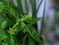 Spice for cooking - fragrant basil