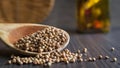 Spice coriander in a wooden spoon, close up