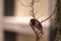 Spice finch bird Lonchura punctulata Royalty Free Stock Photo