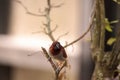 Spice finch bird Lonchura punctulata Royalty Free Stock Photo