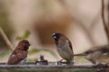 Spice finch Lonchura punctulata bird Royalty Free Stock Photo