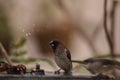 Spice finch Lonchura punctulata bird Royalty Free Stock Photo