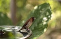 Spice finch Lonchura punctulata bird Royalty Free Stock Photo