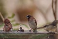 Spice finch Lonchura punctulata bird Royalty Free Stock Photo