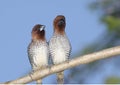 Spice Finches Royalty Free Stock Photo