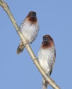 Spice Finches Royalty Free Stock Photo