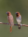 Spice Finches Royalty Free Stock Photo