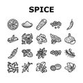 spice food herb leaf icons set vector Royalty Free Stock Photo