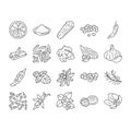 spice food herb leaf icons set vector Royalty Free Stock Photo