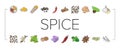 spice food herb leaf icons set vector Royalty Free Stock Photo