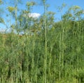 Spice garden greenery with dill