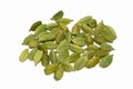 spice green cardamom Royalty Free Stock Photo