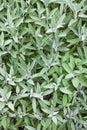 Spice herb Sage (Salvia officinalis)